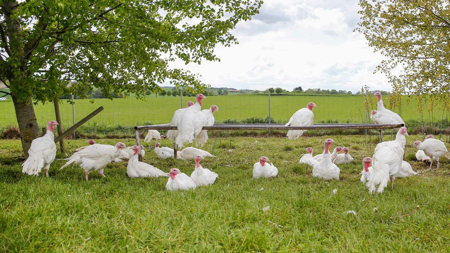 Gruppe von weißen Puten in der Natur